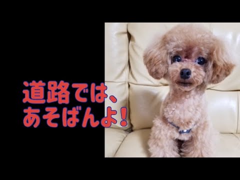 ワンワンU・x・Uお悩み相談室2️⃣0️⃣〜越前町「のあくん」🐶#道路では遊ばない🎒👦🧒🌸