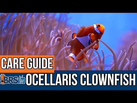 The Easiest Saltwater Fish? Ocellaris Clownfish Basics