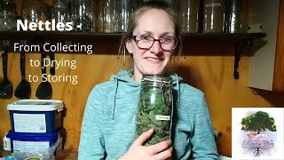 Nettles - Collecting, Drying and Storing