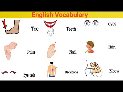 اعضاء الجسم باللغة الانجليزية Parts of the body