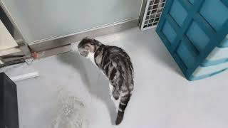 슬기로운집사생활 스코티시폴드 개냥이 캐빈