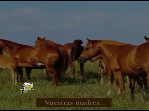 COE MBOTA Y QUEBRACHO HERRADO C612 B3 9 12 17