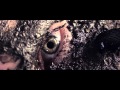 Majical Cloudz - Bugs Don't Buzz 