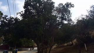 Plant Survival in a Devastating Fire