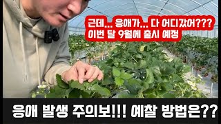 딸기 재배 응앵 발생 주의보!!! FMC에서 올해 9월에 출시할 응애 예빵 제품을 사용한 결과..... 앞으…