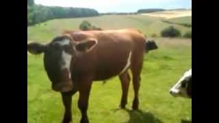 preview picture of video 'cows at wharram percy'