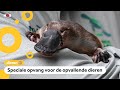 Plan om bedreigde vogelbekdieren te redden