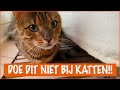 Dingen die je kat HAAT! | DierenpraatTV