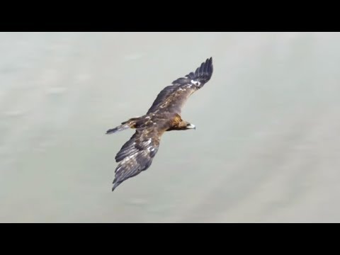 L'aigle royal, le plus grand prédateur aérien du monde !