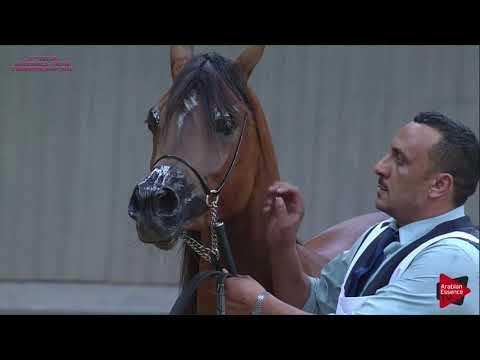 N 158 D MASTURA AL AQEED   21st Qatar National 2018   Fillies 2 years old Class 4B