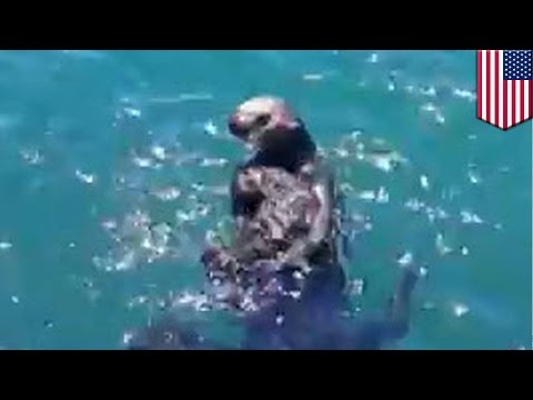 Reunited and it feels so good: Sea otter pup reunited with mom in adorable video - TomoNews