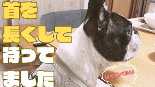 絶対に逃さないフレブル🐶