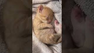 Download lagu cat | baby kitten | pet | ep94 mp3