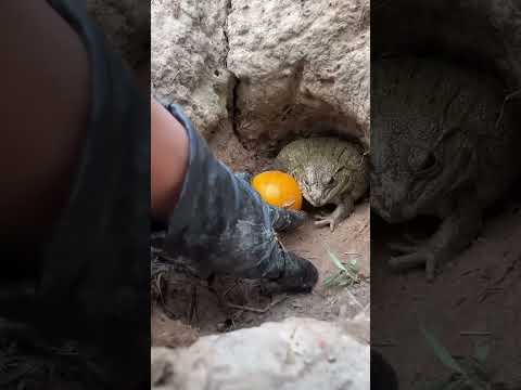 This is funny 😃🐸🍊 #effectking #effectking #jeevansakshi #اكسبلور