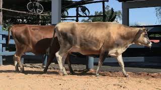 Vídeo 178 - 1ª ETAPA MEGA LIQUIDAÇÃO TOTAL AGROPECUÁRIA MARAJOARA - DIA 4 | GADO GIROLANDO E HOLANDÊS