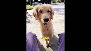 The Girl Got the Best Companion Ever #funny #shorts #viral #fyp   #dog #anime