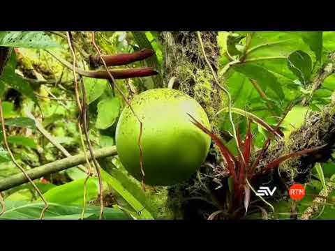 NOTICIAS RTN: RIQUEZAS DE PEDRO VICENTE MALDONADO FUÉ VISTO A NIVEL MUNDIAL POR ECUAVISA.