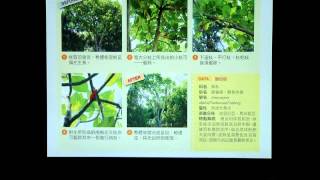 第三篇重要樹種修剪作業 張自健