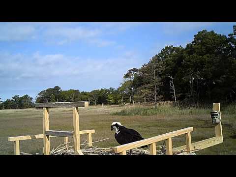 Is this the beginning of nesting on the DeNest???