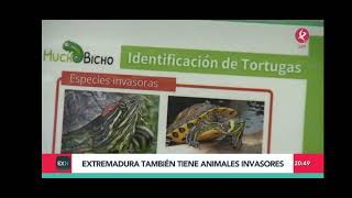 Noticias Canal Extremadura:  Especies invasoras