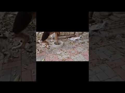 German shepherd Dog V's street dog fight #germanshepherd #streetdog #fight #dog #youtubeshorts #pets