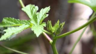 Container Gardening Season 4 - Week 12: Okra? Could it be?