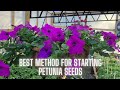 Get Ready For Spring Mastering Starting Petunia Seeds