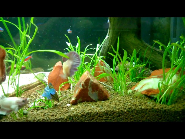 Female Betta Fish Tank 9/8/2014