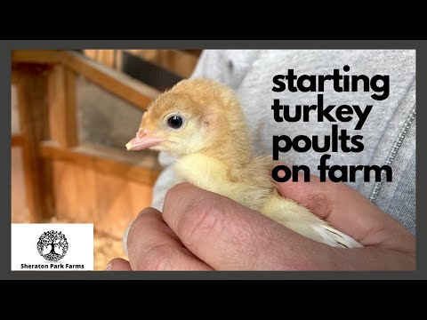 , title : 'Turkey Poults Arrive on Farm - Grow Your Own Food Series'