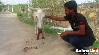 Saddest donkey&#39;s mouth full of blood after eating glass saved.