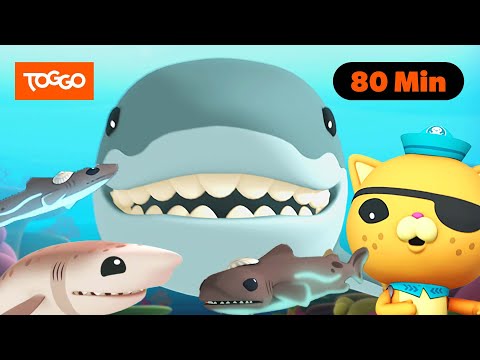 Die Oktonauten | Alle Folgen mit Haien 🦈 | Ganze Folge Deutsch | TOGGO Serien