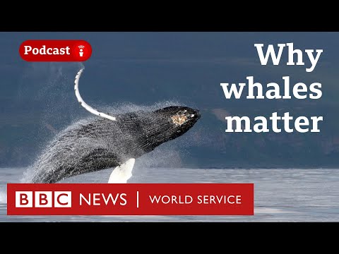 What we can learn from whale poo and earwax - The Climate Question podcast, BBC World Service