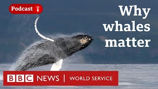 How whales help us fight climate change - The Climate Question podcast, BBC World Service