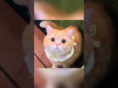 🐱✨ **रहस्यमयी बिल्ली: जान बचाने वाली छाया** 🌑🛡️