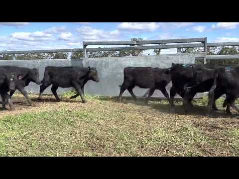 Shamil Livestock - 25 Mixed Sex Angus Weaners - AuctionsPlus 12AUG22 (V1)