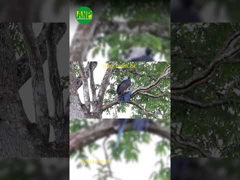 Arara é abatida por gavião-real em reserva ecológica de Mato Grosso