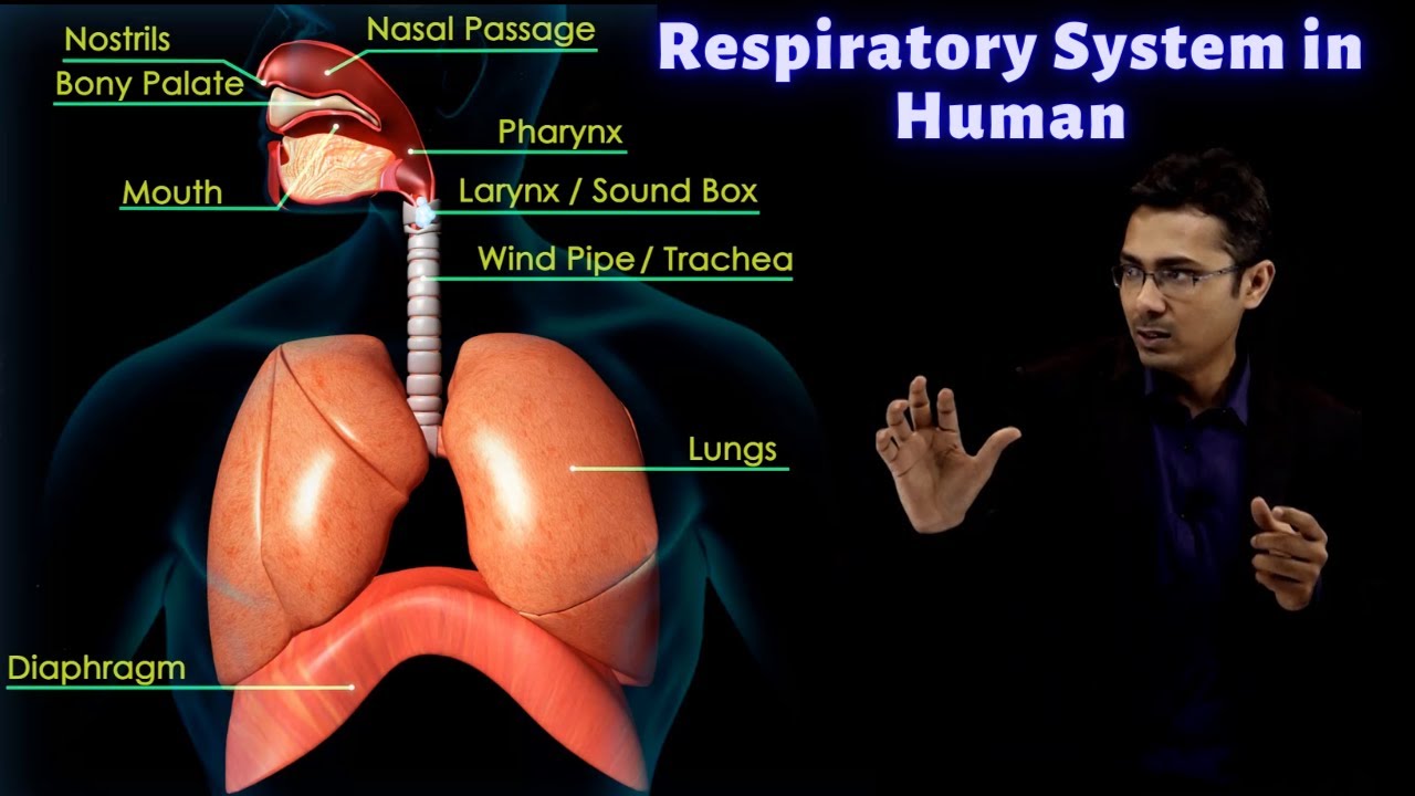Exchange of Gases During Respiration | CBSE Class 10 Science | Biology | Toppr Study