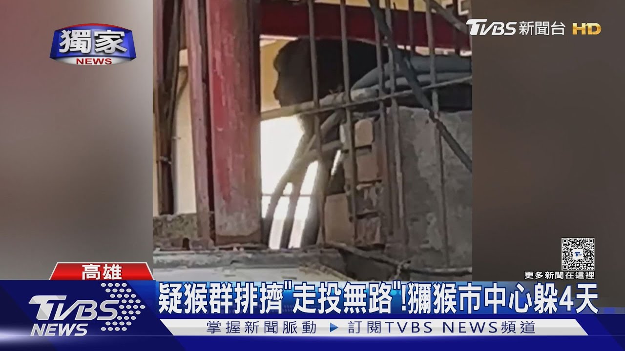 獨/柴山獼猴闖「市中心」! 商辦大樓狂竄 住戶嚇壞:很大隻