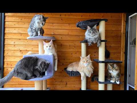 Let's Build a Cat Tree - With Help From My 6 Cats!