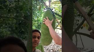 Download lagu Jackfruit cutting skills #shorts #youtubeshorts #reels #jackfruit mp3 Download lagu Jackfruit cutting skills #shorts #youtubeshorts #reels #jackfruit mp3