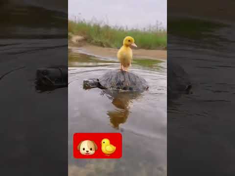 The dog and the little duck are reluctant to part with each other. No one wants to separate. #pets