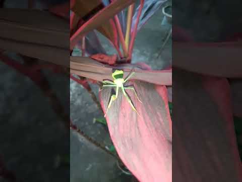 Mantis #2023 🦗🦗🦗#short#