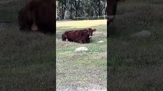 Sofie needs a nap #cow #farming #farmlife #shorts