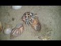 Land Hermit Crab changing shells