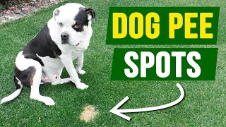 How to FIX Dog Pee Spots 100% of the Time!