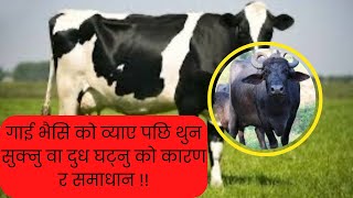 गाई भैसि मा व्याए पछि थुन सुक्नु वा दुध घट्नु को कारण र समाधान !!! #buffalo #drbhat #cattledisease