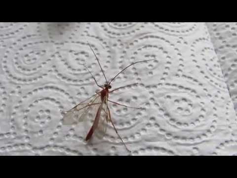 Ichneumon, Ophion scutellaris