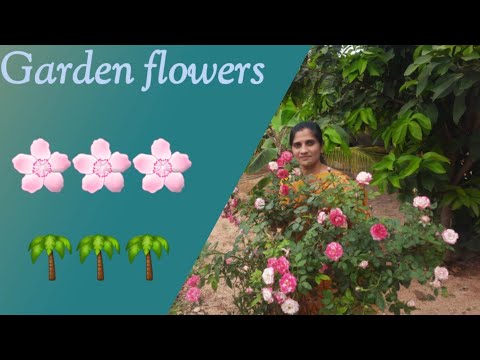 Garden flowers 🌸🌸🌹🌹