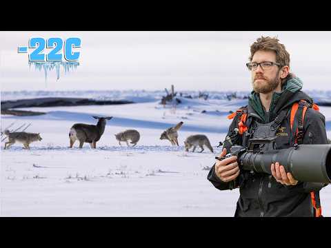Den brutalen Winter in Yellowstone überleben – Tierfotografie bei -22 °C