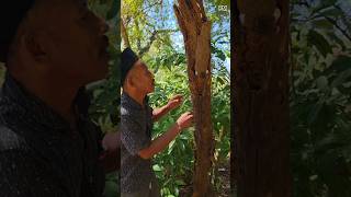 Download lagu Menemukan anakan perkutut albino #shortvideo mp3
